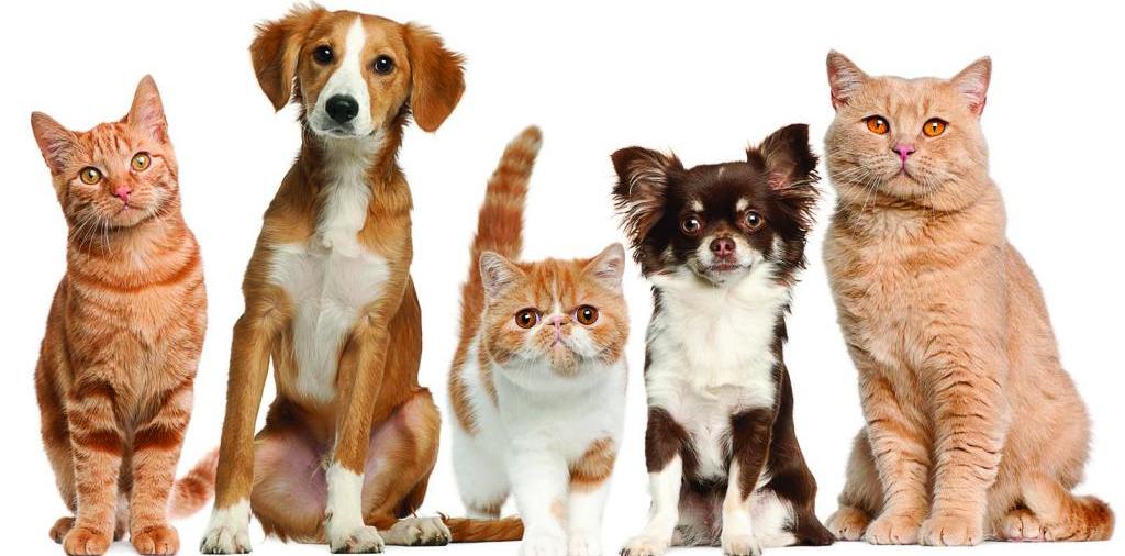 Доска объявлений о животных | ЗооТом - продажа, вязка и услуги для животных в Кириллове