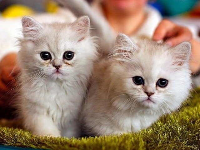 Породы кошек в Кириллове | ЗооТом портал о животных