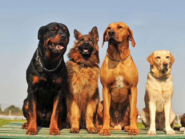 Крупные породы собак в Кириллове | ЗооТом портал о животных