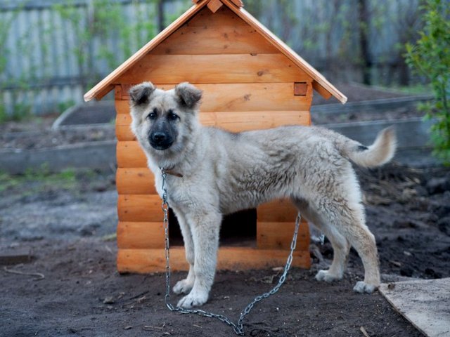 Все о собаках в Кириллове Все о собаках в Кириллове